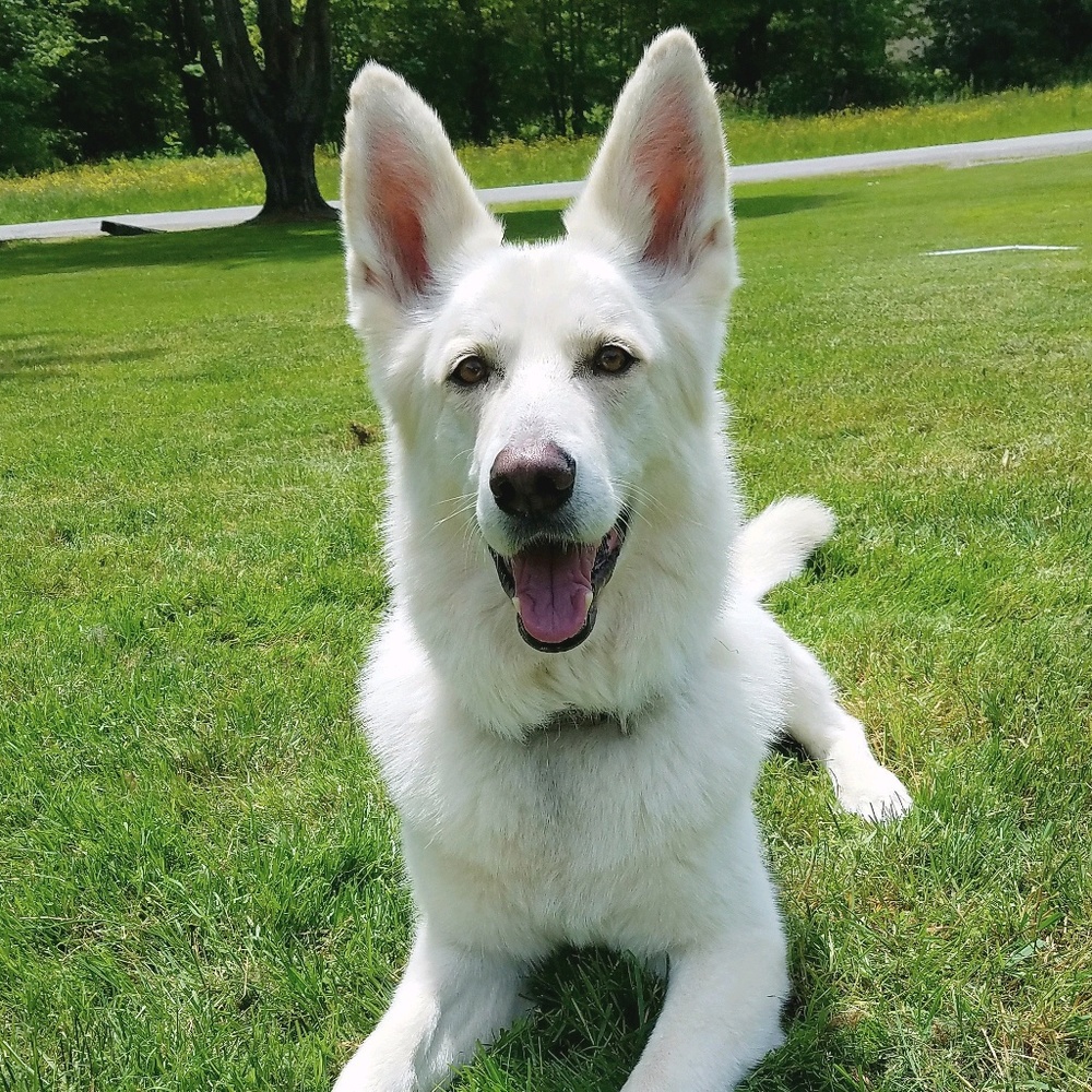 Meet your Posher, Amber